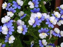 Heirloom Nemesia Strumosa Flower Seeds, Non-GMO Bright Annual Blooms for Colorful Garden Planting