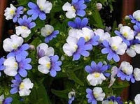 Heirloom Nemesia Strumosa Flower Seeds, Non-GMO Bright Annual Blooms for Colorful Garden Planting