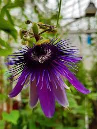 Passiflora Flower Seeds – Heirloom Non-GMO Seeds for Exotic and Pollinator-Friendly Garden Planting