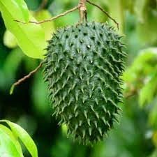 Guanabana Fruit Seed Collection for Tropical Delight 100 pcs