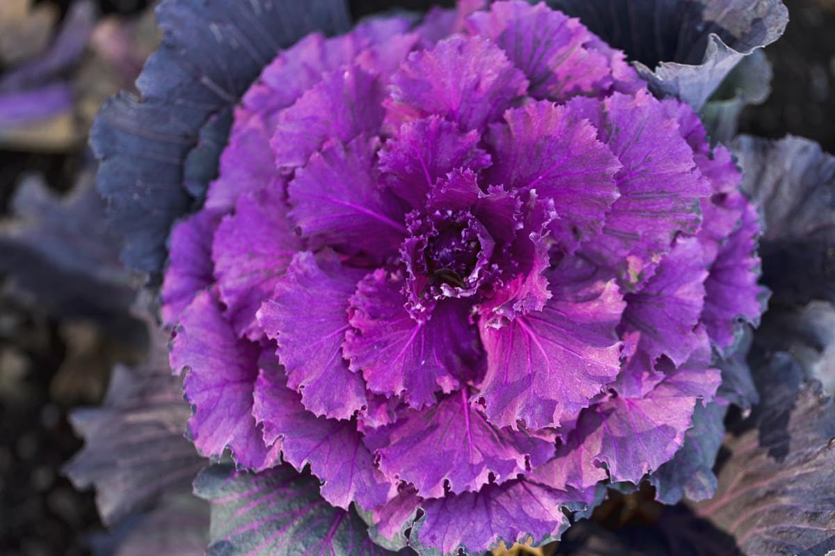 Ornamental Kale Seeds for Planting - 100 pcs