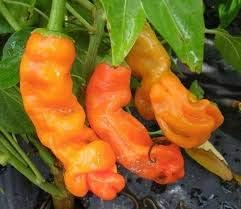 Orange Chili Seeds for Planting - 100 pcs