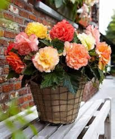 Begonia Mixed Colors Shade-Loving Flower Seeds for Garden