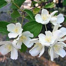 Heirloom Non-GMO Philadelphus Lewisii Flower Seeds for Planting – Fragrant Mock Orange Blooms for Hedges