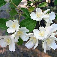 Heirloom Non-GMO Philadelphus Lewisii Flower Seeds for Planting – Fragrant Mock Orange Blooms for Hedges