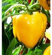 Mixed Capsicum Capsicum spp. seeds for planting