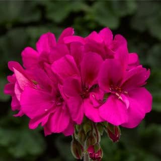 Deep Pink Geraniums Heirloom Non-GMO Seeds for Planting