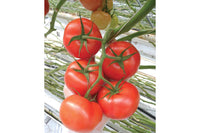 Climstar – Tomato Seed