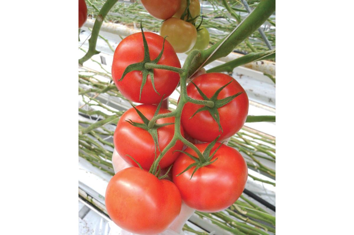 Climstar – Tomato Seed