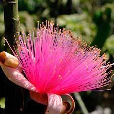 Heirloom Ellipticum Flower Seeds for Garden Planting, Non-GMO, Tropical Ornamental Blooms - Ellipticum for planting in home garden