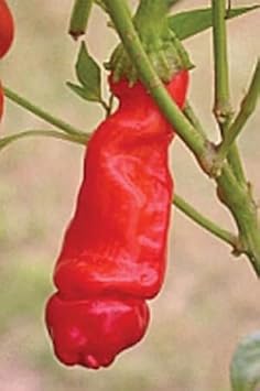 Red Chili Willy or Peter Pepper Vegetable Seeds for Planting - heirloom & Non-GMO Seeds