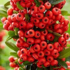 Pyracantha Fruit Seeds - 100pcs, Hardy Shruds for Growing Berries 100 pcs