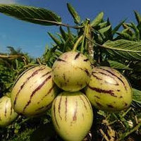 20pcs Solanum Fruit Seeds - Grow Unique Solanum Fruits in Your Yard 100 pcs