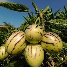 20pcs Solanum Fruit Seeds - Grow Unique Solanum Fruits in Your Yard 100 pcs