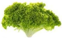 Batavia Lettuce Vegetable Seeds for Planting - 100 pcs