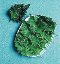 Perilla Vegetable Seeds for Planting - 100 pcs