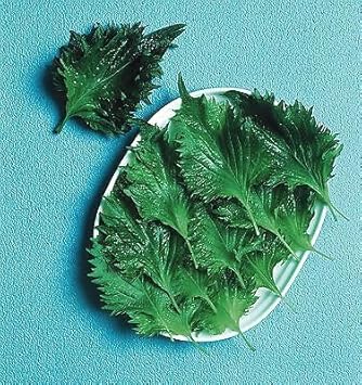 Perilla Vegetable Seeds for Planting - 100 pcs