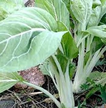 Oriental Pak Choi Joi Choi Vegetable Seeds for Planting heirloom & Non-GMO Seeds