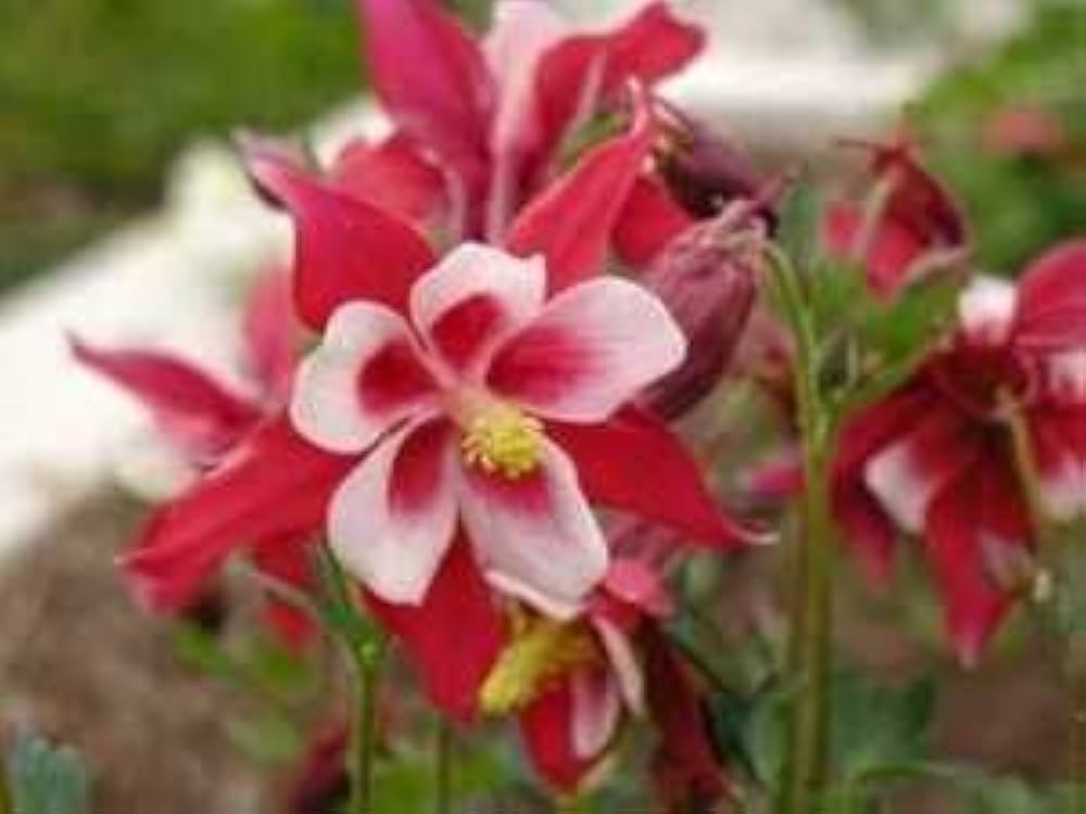 Red Aquilegia flowers grown from seeds with elegant spurred petals and delicate red blooms
