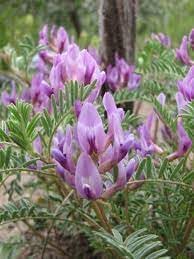 Astragalus Crassicarpus Flower Seeds Heirloom Non GMO Planting - 100 for planting in home garden