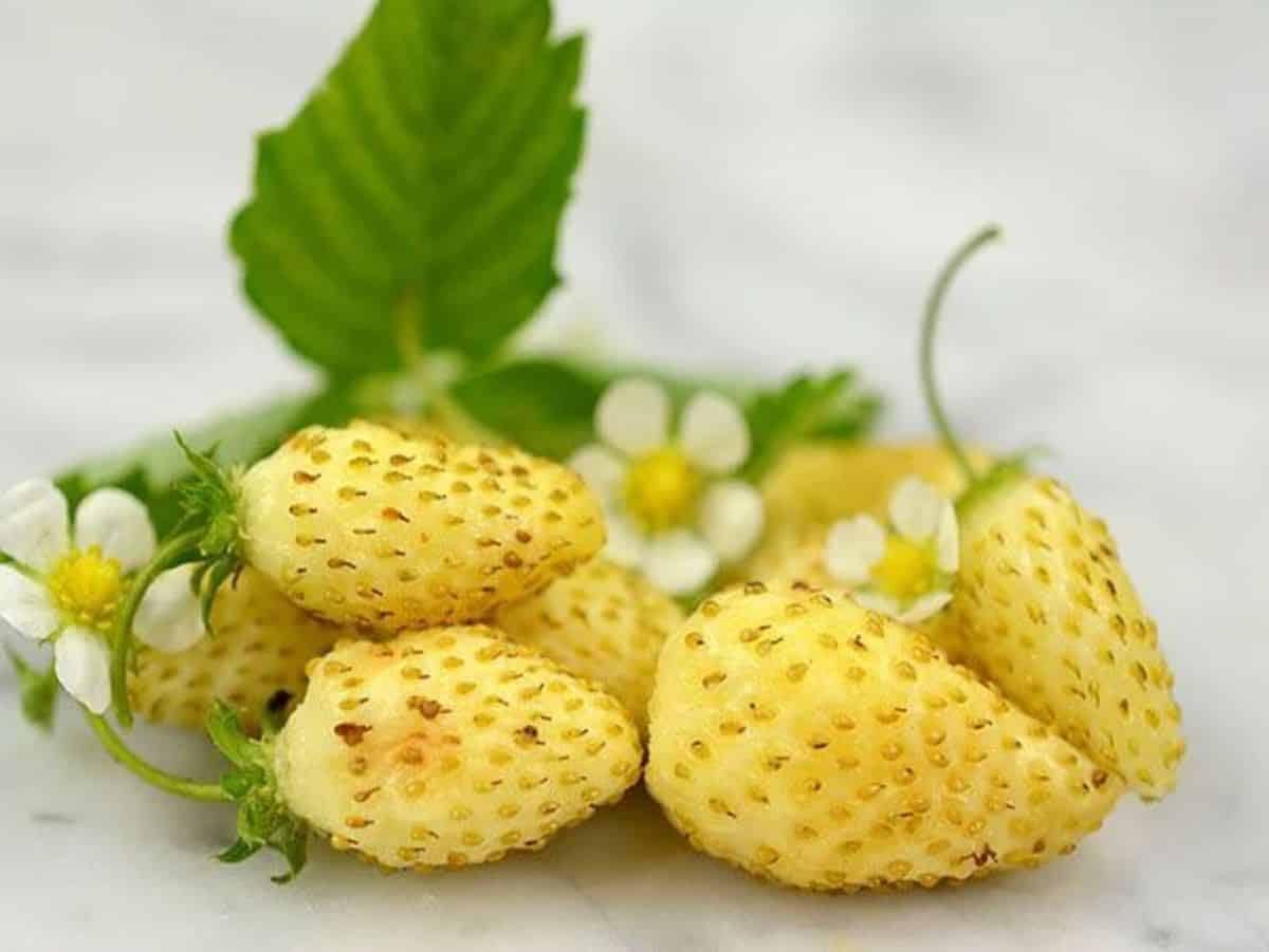 Yellow Strawberry Vegetable Seeds for Planting - Ideal for Home Garden,Heirloom Seeds