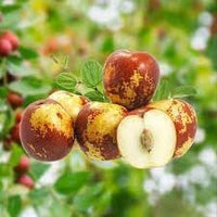 Shanlix Jujube Fruit Seeds for Planting - Sweet, Dried Fruit for Home Garden, Heirloom & GMO Free Seeds