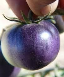 Tomato Seeds for Planting, Blue, 100 pcs