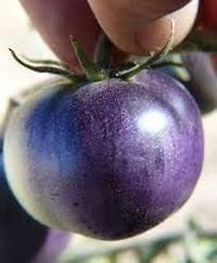 Tomato Seeds for Planting, Blue, 100 pcs