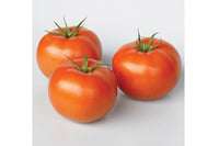 Frederik – Organic Tomato Seed