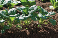 Koji – Tatsoi Seeds