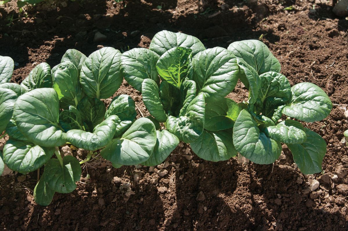 Koji – Tatsoi Seeds