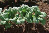 Koji – Tatsoi Seeds