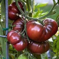 Large Barred Boar Tomato Seeds for Planting – Heirloom, Non-GMO, Unique Flavor