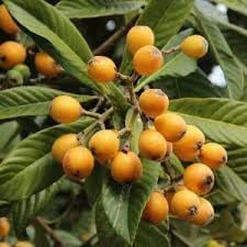 Loquat Nisperos Fruit Seeds for Planting - a Fruitful, Hardy Tree with a Refreshing Taste, GMO Free Seeds
