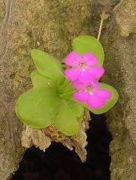 Moranensis Flower Seeds Heirloom Non GMO Planting - 100