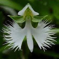 Heirloom Non-GMO Radiata Flower Seeds for Planting – Striking Blooms for Garden Displays