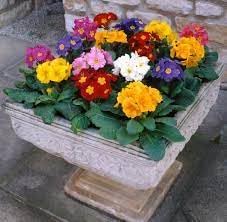 Heirloom Non-GMO Polyanthus Flower Seeds for Planting – Colorful Clusters for Garden Displays