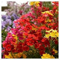 Nemesia Carnival Mix Flower Seeds – Heirloom Non-GMO Seeds for Bright and Fragrant Garden Planting - Carnival for planting in home garden