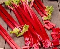 Red Rhubarb Rheum rhabarbarum seeds for garden planting