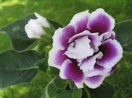 Gloxinia Flower Seeds, Heirloom, Non-GMO Seeds for Planting