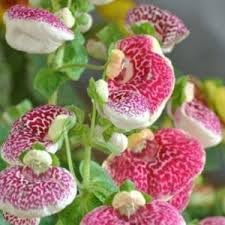 Calceolaria Flower Seeds – Heirloom Non-GMO Seeds for Bright and Decorative Garden Planting