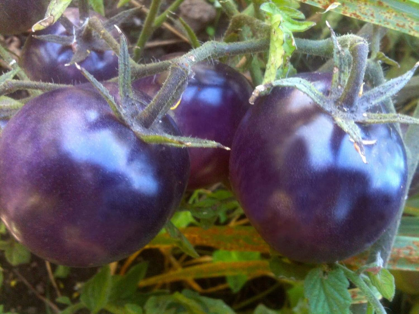 Tomato Seeds for Planting - Blue Variety - heirloom & Non GMO Seeds
