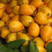 Lucuma Nervosa Fruit Seeds for Planting - Sweet and Unique Fruits for Planting, Heirloom Seeds