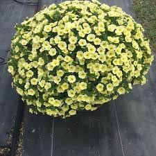 Sunrise Cascading Petunia Seeds for Planting - Heirloom, NON-GMO Seeds for Beautiful Garden Blooms