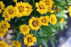 Spring Madia Flower Seeds – Heirloom Non-GMO Seeds for Wildflower and Pollinator-Friendly Garden Planting