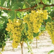 Lakemont Grape Fruit Seeds for Planting - Unique White Grapes for Your Garden,Heirloom Seeds