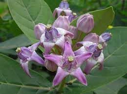Organic Calotropis Flower Seeds for Planting – Heirloom, Non-GMO