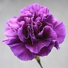 Carnation Flower Seeds for Planting, Heirloom, Non-GMO, 100