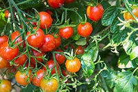 Cherry Tomato Seeds for Planting - 100 pcs
