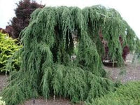 Heirloom Plat Firm Germination Seeds for Planting, Non-GMO